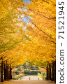 Ginkgo tree in autumn at Azuma sport park Fukushima Japan 71521945