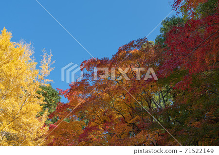 Autumn leaves 71522149