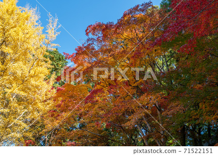 Autumn leaves 71522151