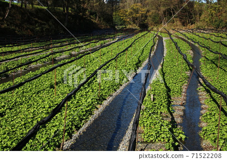 安zu野的大芥末農場 71522208