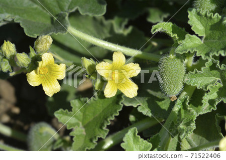 Squirting cucumber Squirting cucumber 71522406