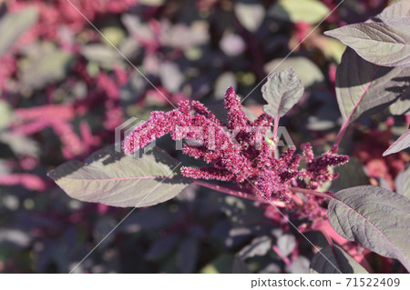 Amaranth Velvet Curtains 71522409