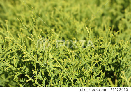 Tiny Tim Arborvitae 71522410