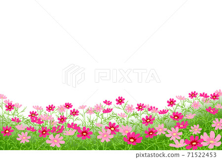 Cosmos horizontal white cluster Cosmos horizontal white cluster 71522453