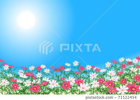 Cosmos sideways blue sky cluster 71522454