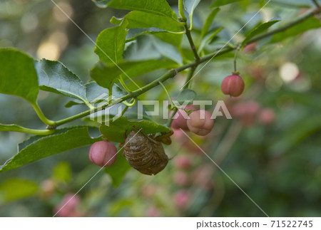 Mayumi fruit and remnants of summer 71522745