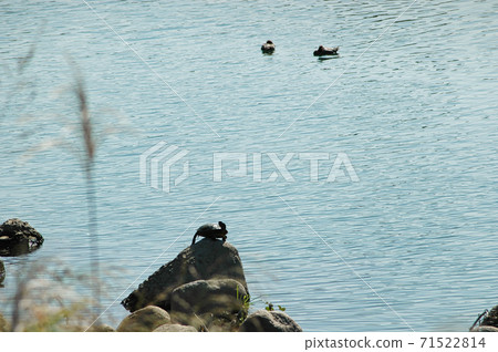 Autumn Kyoto Katsura River turtle shell dried Autumn Kyoto Katsura River turtle shell dried 71522814