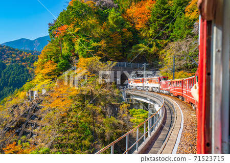 Autumn leaves from the train window of Oigawa Railway Ikawa Line 71523715