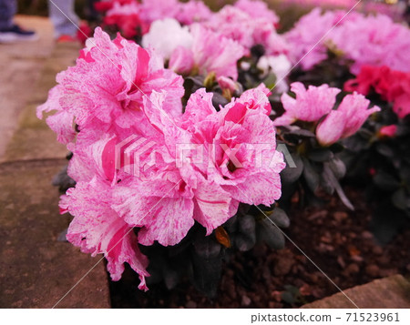 illumination 71523961