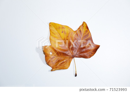 Fallen leaves of Platanus 71523993