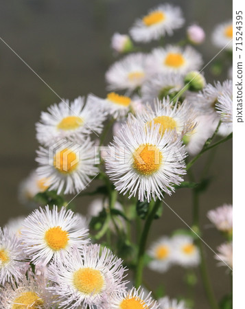 Hallion flowers 71524395