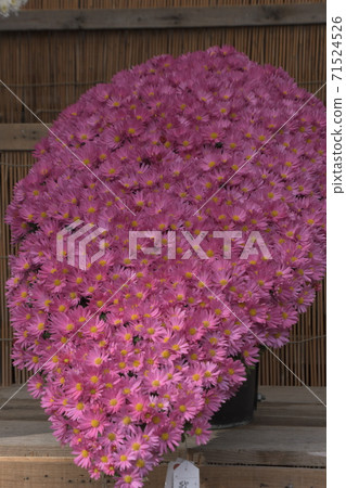 菊花新潟彌彥神社 菊花新潟彌彥神社 71524526