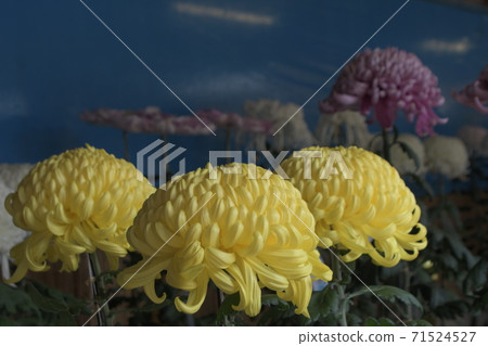 Chrysanthemum flower Niigata Yahiko Shrine Chrysanthemum flower Niigata Yahiko Shrine 71524527