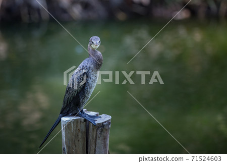Little cormorant(Microcarbo niger) standing on a 71524603
