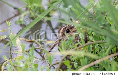 Greater Painted-snipe.males are hiding behind the Greater Painted-snipe.males are hiding behind the 71524604