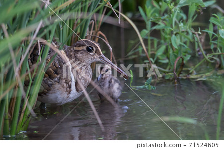 Greater Painted-snipe males taking care of 71524605