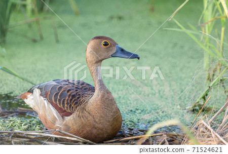 Lesser Whistling Duck (Dendrocygna javanica) .are 71524621