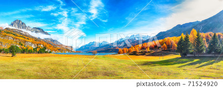 Charming autumn scene in Swiss Alps and views of Sils Lake (Silsersee). Charming autumn scene in Swiss Alps and views of Sils Lake (Silsersee). 71524920