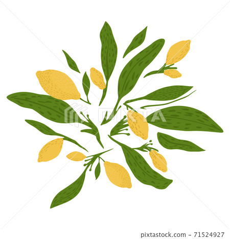 Composition from lemon, twigs and foliage on white background. Abstract botanical sketch hand drawn in style doodle. Composition from lemon, twigs and foliage on white background. Abstract botanical sketch hand drawn in style doodle. 71524927