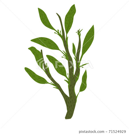 Twig with foliage isolated on white background. Abstract botanical sketch hand drawn in style doodle. Twig with foliage isolated on white background. Abstract botanical sketch hand drawn in style doodle. 71524929
