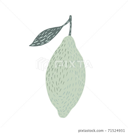 Lemon with twig and foliage isolated on white background. Abstract botanical blue color sketch hand drawn in style doodle. 71524931