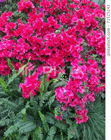 Red Asalia flower and the behind lake. Selective focus at flower and boken background 71525243