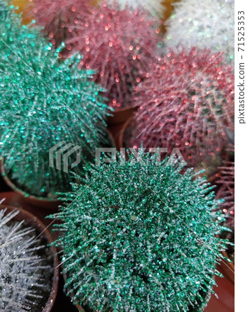 Small cactus painted in color and sprinkled with glitters Small cactus painted in color and sprinkled with glitters 71525353