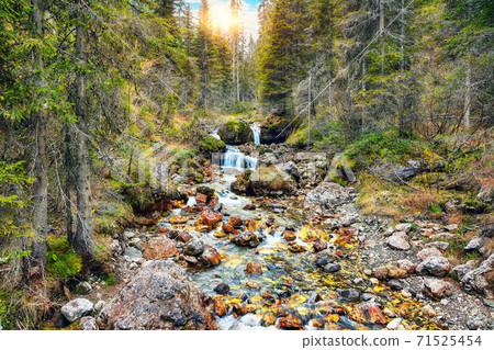 Autumn foggy landscape with pinetrees and small river in mountains 71525454