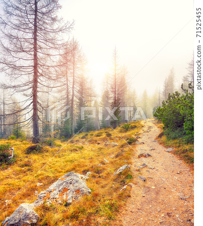 Autumn foggy landscape with pinetrees and larches in mountains 71525455