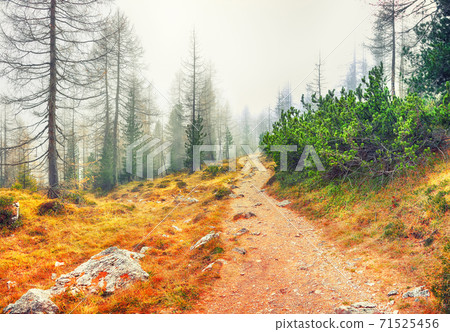 Autumn foggy landscape with pinetrees and larches in mountains Autumn foggy landscape with pinetrees and larches in mountains 71525456