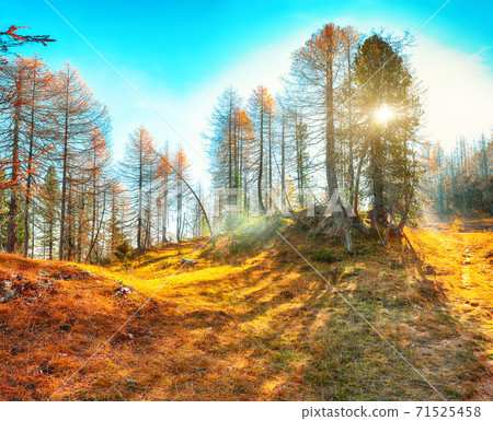 Autumn foggy landscape with beautiful golden larches in mountains Autumn foggy landscape with beautiful golden larches in mountains 71525458