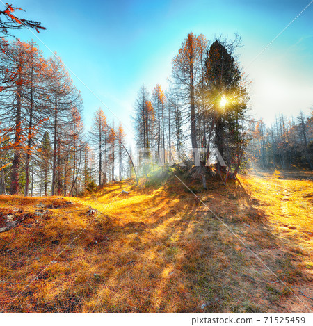 Autumn foggy landscape with beautiful golden larches in mountains 71525459