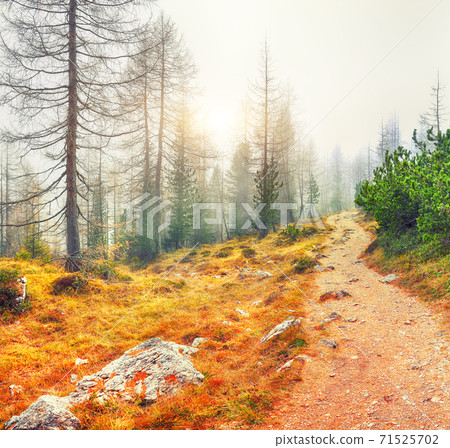 Autumn foggy landscape with pinetrees and larches in mountains Autumn foggy landscape with pinetrees and larches in mountains 71525702