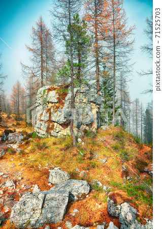 Autumn foggy landscape with pinetrees and larches in mountains Autumn foggy landscape with pinetrees and larches in mountains 71525703