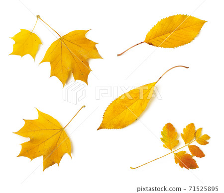 Set of different yellow fall leaves isolated on white background. Set of different yellow fall leaves isolated on white background. 71525895