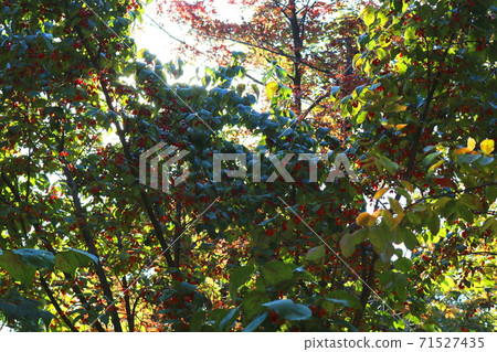 Corn oil Corn oil 71527435