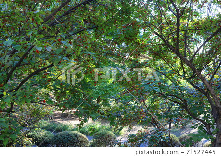 Corn oil Corn oil 71527445