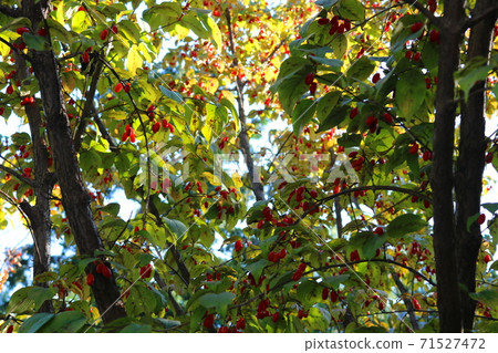 Corn oil Corn oil 71527472