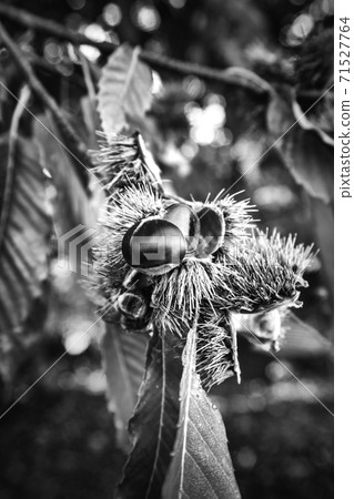 chestnuts chestnuts 71527764