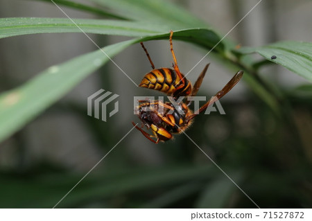 Kiirosuzumebachi掛在一片葉子上 Kiirosuzumebachi掛在一片葉子上 71527872