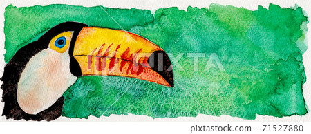 Colorful toucan in green background Colorful toucan in green background 71527880