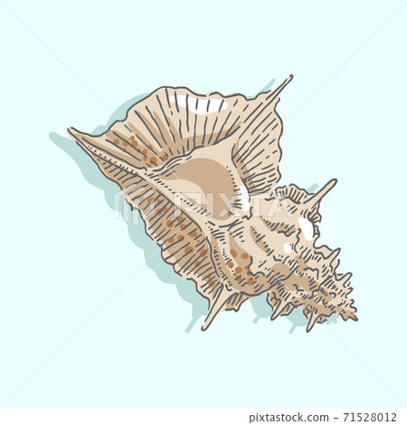 Seashell, shell, sea, mollusk, shellfish, nautical illustration Seashell, shell, sea, mollusk, shellfish, nautical illustration 71528012