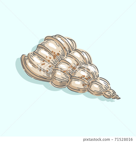 Seashell, shell, sea, mollusk, shellfish, nautical illustration 71528016