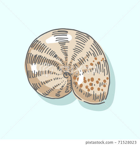 Seashell, shell, sea, mollusk, shellfish, nautical illustration Seashell, shell, sea, mollusk, shellfish, nautical illustration 71528023