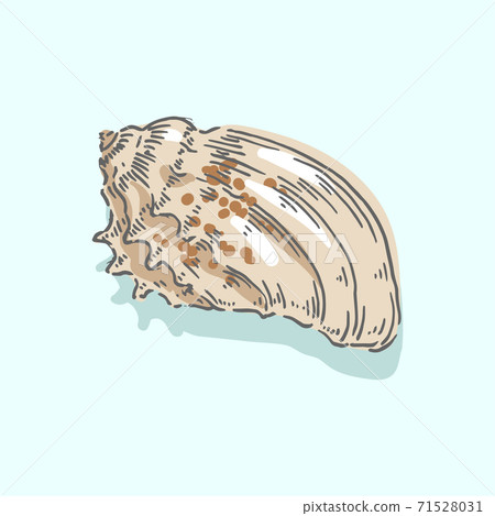 Seashell, shell, sea, mollusk, shellfish, nautical illustration Seashell, shell, sea, mollusk, shellfish, nautical illustration 71528031