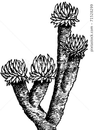 Shrubs of giant Senecio, a plant endemic in Africa Shrubs of giant Senecio, a plant endemic in Africa 71528299