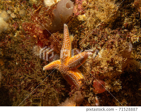 A closeup picture of a common starfish, common sea star or sugar starfish, Asterias Rubens. Picture from the Weather Islands, Sweden A closeup picture of a common starfish, common sea star or sugar starfish, Asterias Rubens. Picture from the Weather Islands, Sweden 71528887