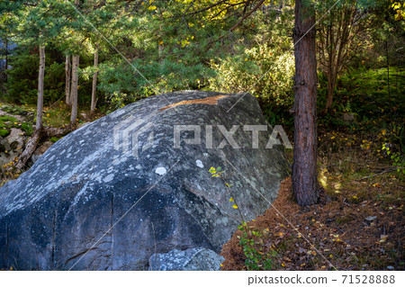 A rock among trees in a forest. Picture from Hamburgsund, Vastra Gotaland county, Sweden A rock among trees in a forest. Picture from Hamburgsund, Vastra Gotaland county, Sweden 71528888