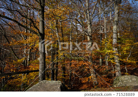 A beautiful view of a colourful autumn forest. Picture from a National park in Scania, southern Sweden A beautiful view of a colourful autumn forest. Picture from a National park in Scania, southern Sweden 71528889