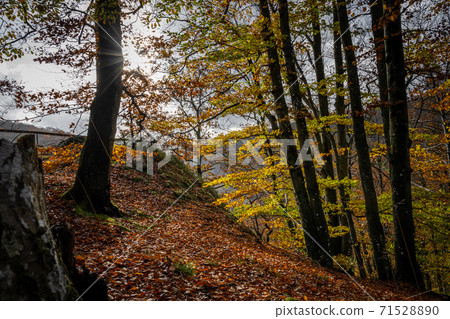A beautiful view of colourful autumn forest. Picture from a National park in Scania, southern Sweden 71528890